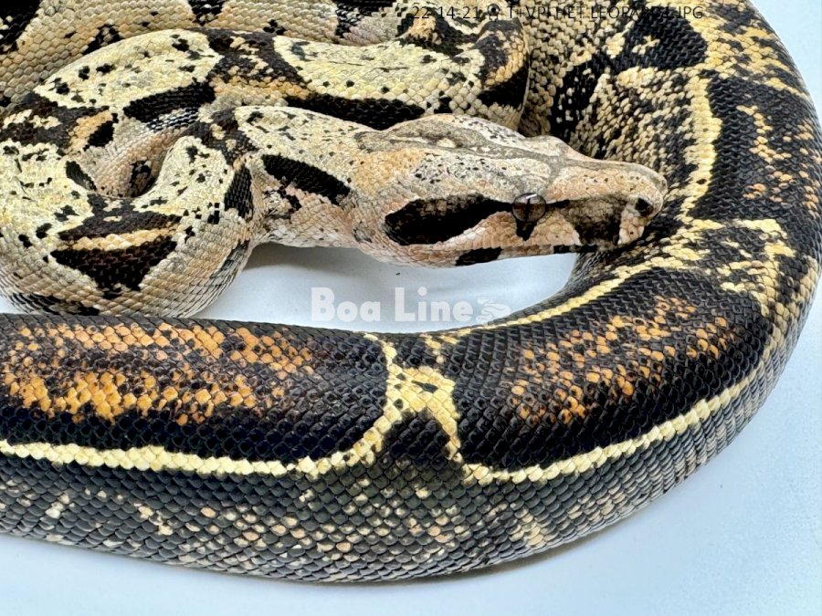 T+VPI HET LEOPARD